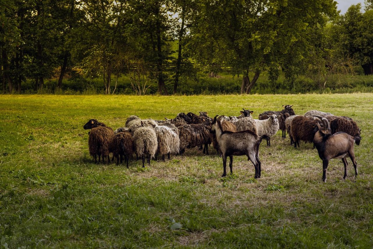 Gospodarstwo Agroturystyczne Dworek Janowicki Kazimierzewo Luaran gambar